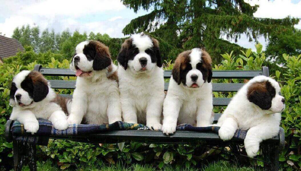 SAINT BERNARD